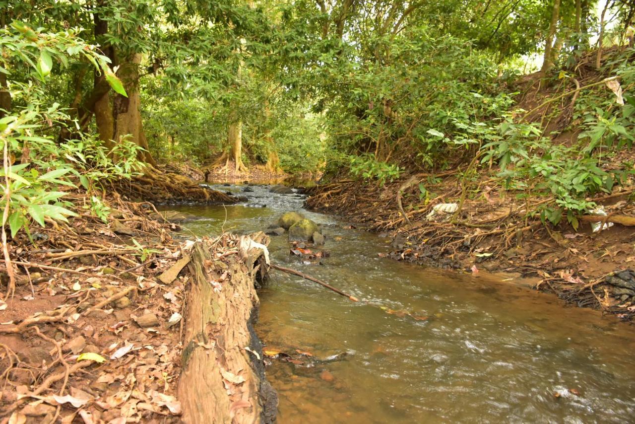 Jungle View River Camping Udawalawe Eksteriør bilde